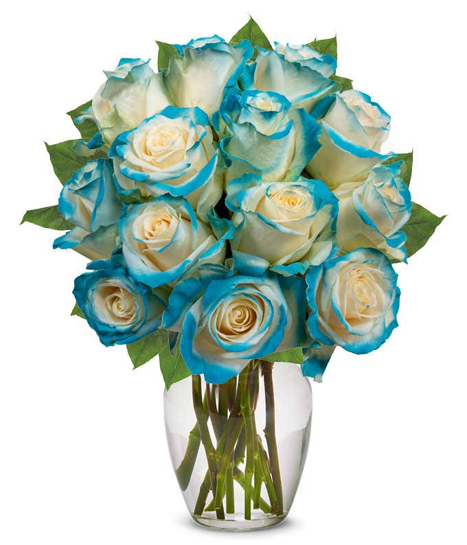 One Dozen Aquamarine Roses