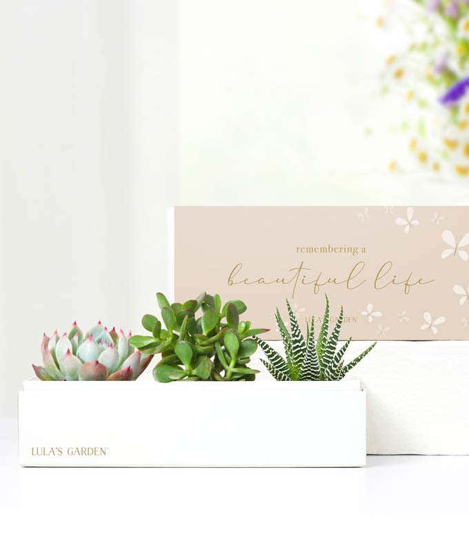 Cherished Memories Lula's Garden ® Jewel Succulent Gift