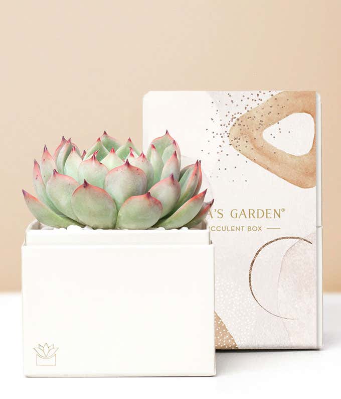 Lula's Garden ® Bliss Succulent Gift