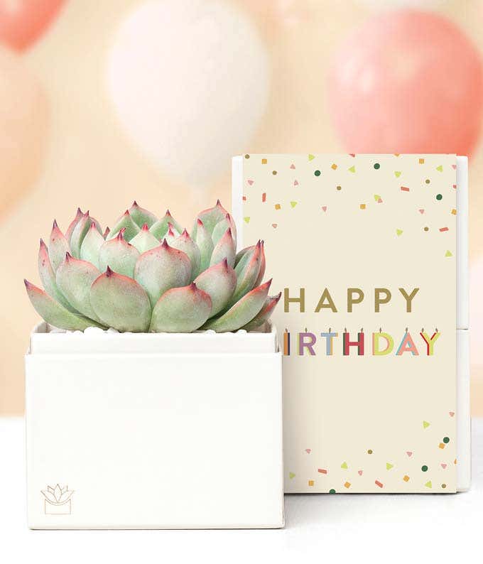 Lula's Garden ® Birthday Bliss Succulent Gift