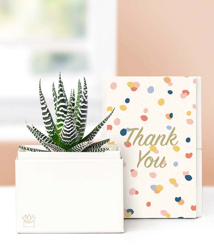 Lula's Garden ® Thank You Zebra Succulent Gift