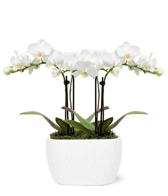 Glorious Mini Orchid Planter