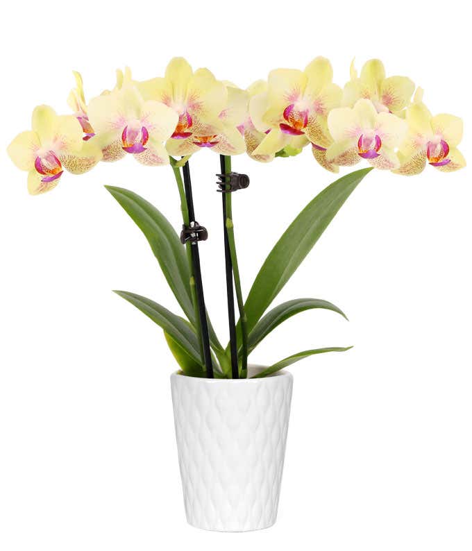 Strawberry Lemonade Mini Orchid Plant