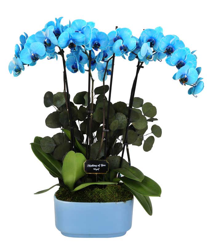 Blue orchid plant with vibrant blooms, displayed in a glossy light blue oval planter, accented with a black 