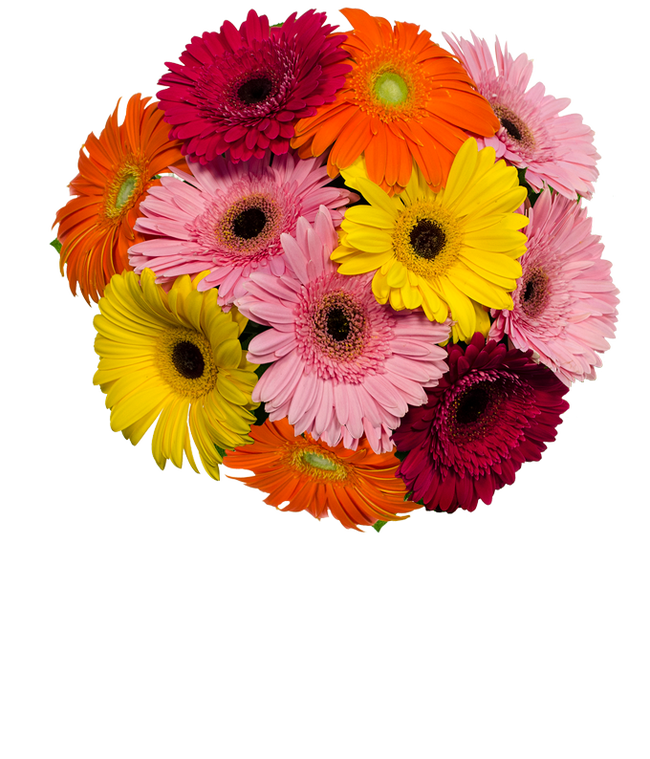 Partial image of Assortment of gerbera daisies for next day delivery without vase.