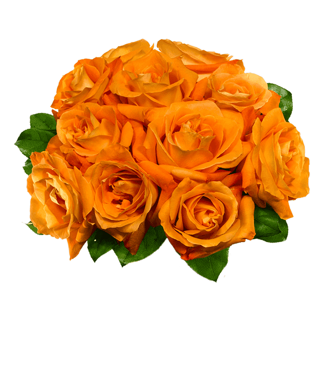 Partial image of One Dozen Orange Roses in a Clear Glass Vase without vase.