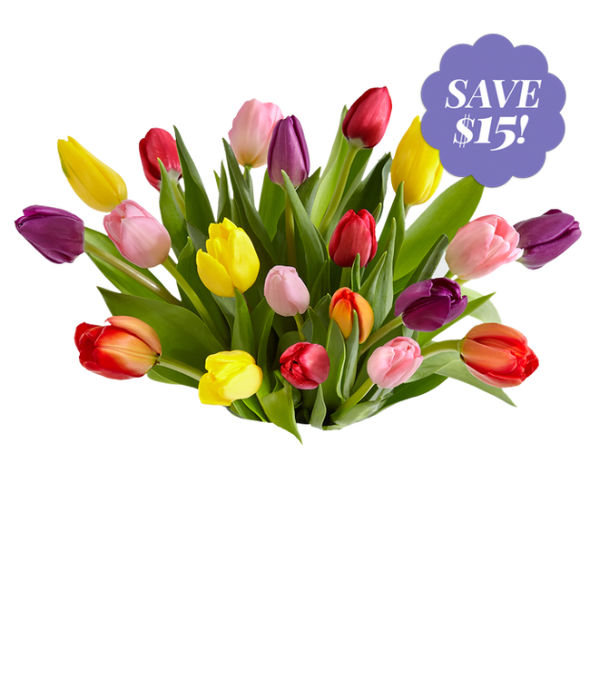 Partial image of 20 stems of tulips in a clear glass vase - tulips are mixed colors, pink, purple, red, orange, yellow and white. without vase.